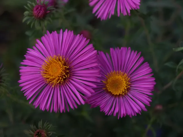 Passion Vivaces Aster Red Cloud vivace godet rose