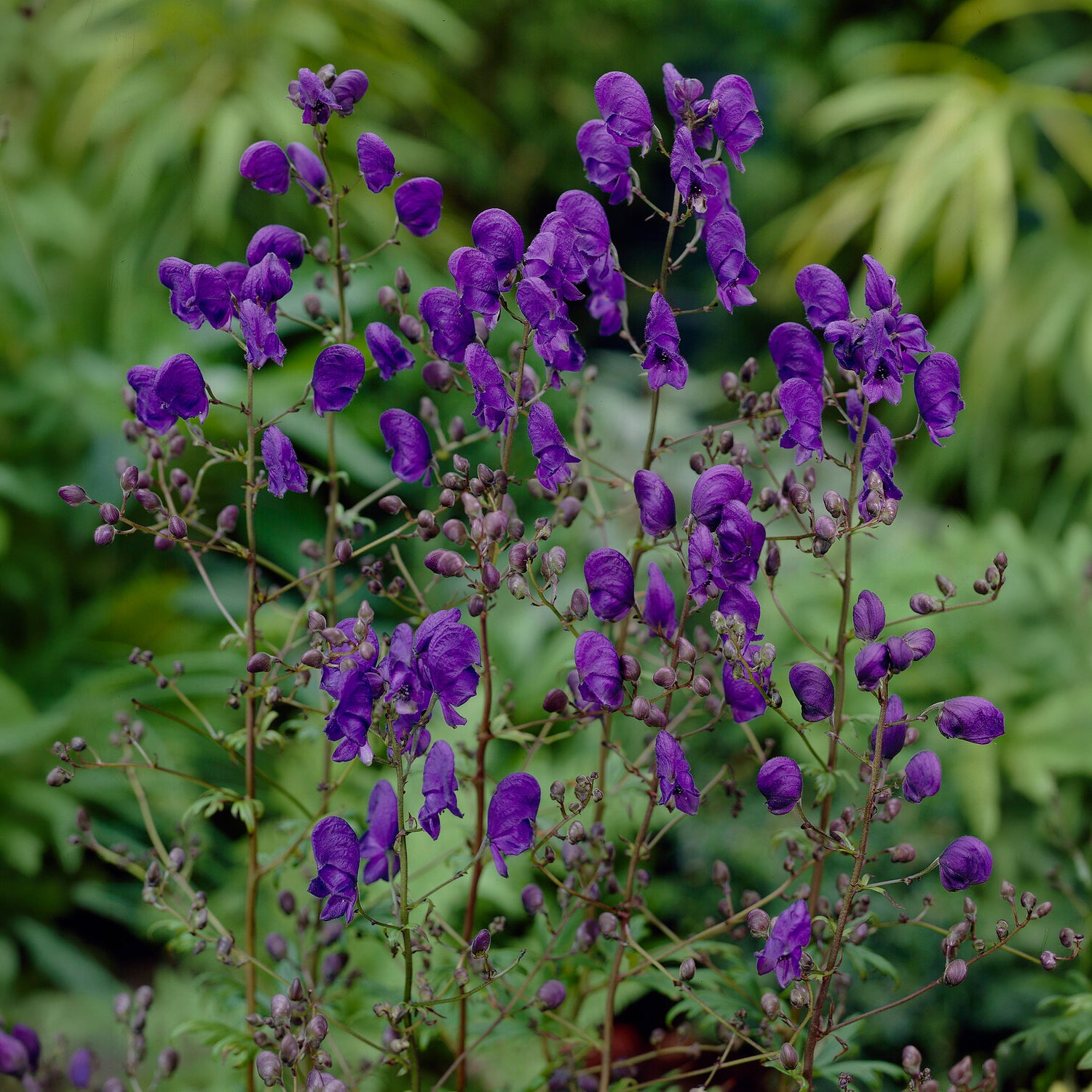 Bakker Plantes vivaces Aconit Spark's Variety vivace pot 9cm violet