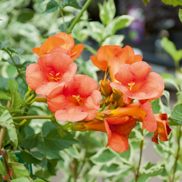 Bakker Plantes d'extérieur Bignone Madame Galen grimpante pot 2L orange