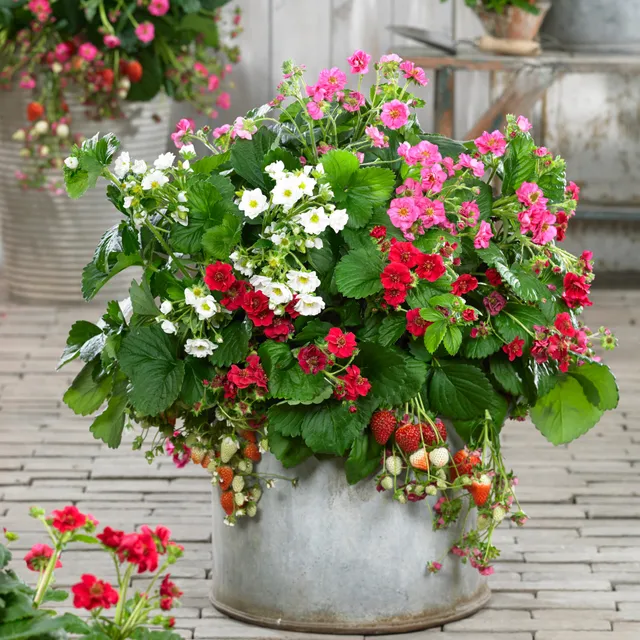 Bakker Summer Breeze fraisier fleurs doubles 3 pots