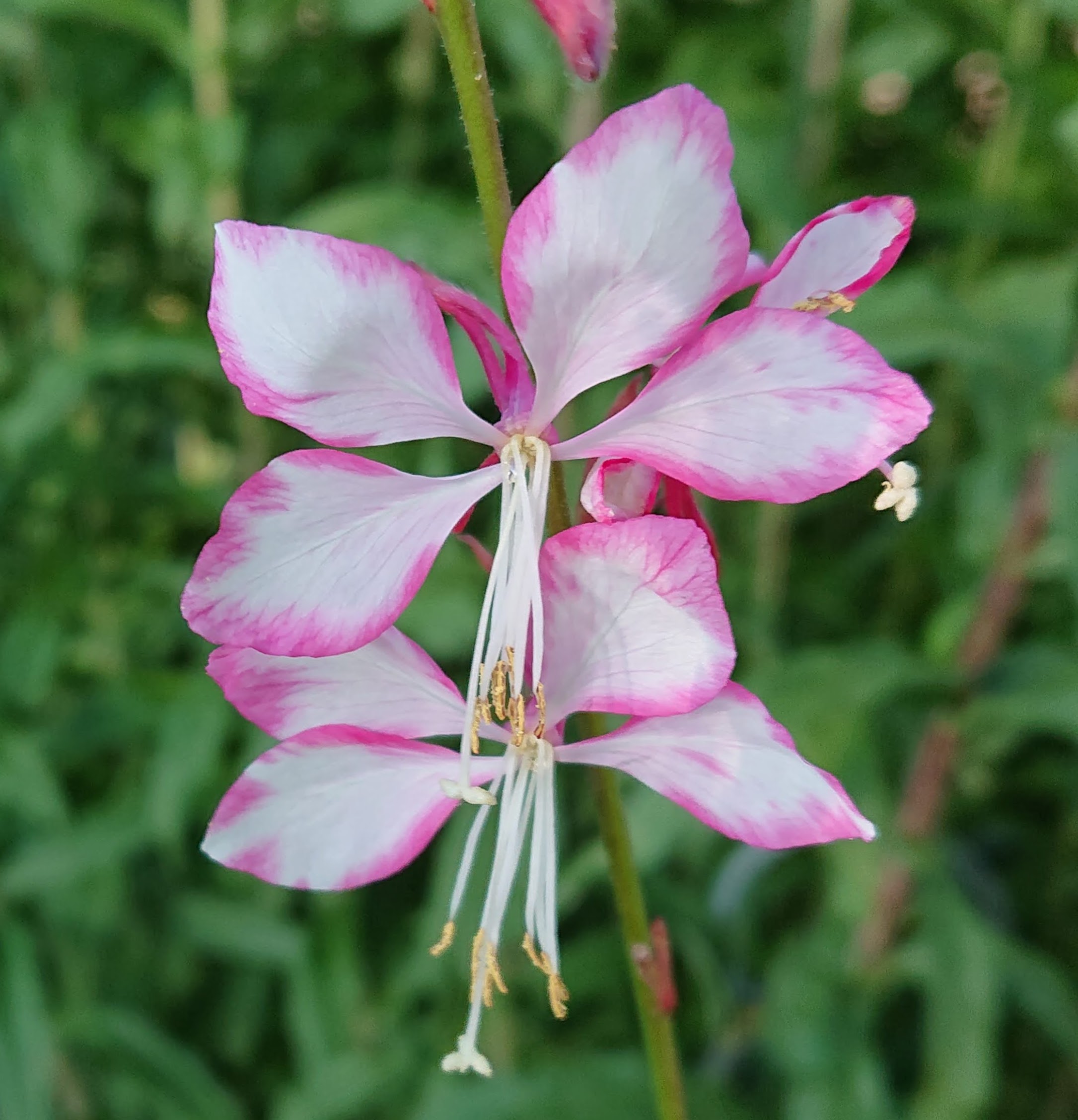 Passion Vivaces GAURA Rosy Jane plante vivace pot 1 litre blanc rose