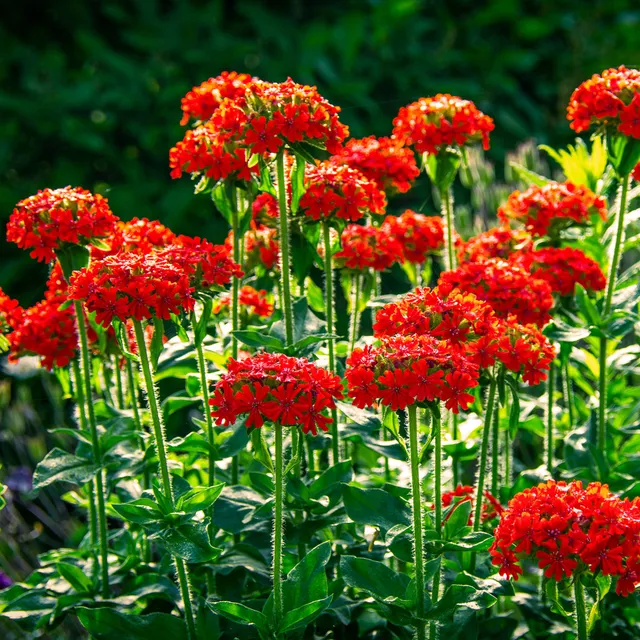 Bakker Croix de Jérusalem lychnis rouge sachet 0,2g