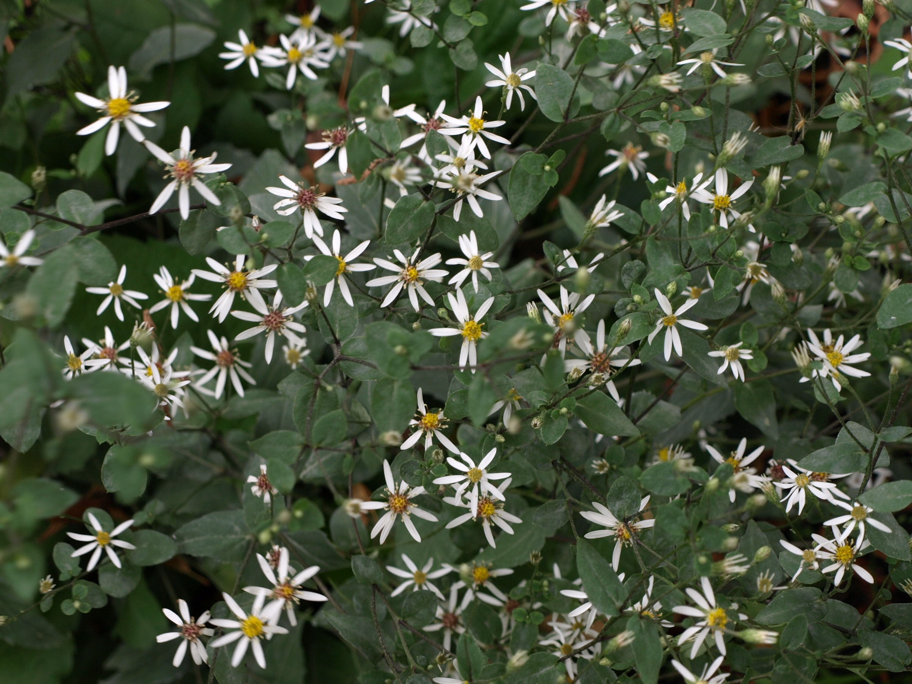 Passion Vivaces ASTER divaricatus Beth Chato vivace godet blanc