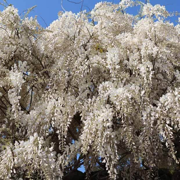 Bakker Glycine Blanche sur Tige Wisteria pot 2 L tige 50 cm