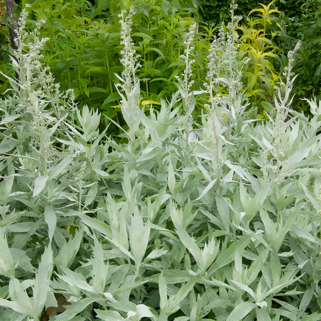 Bakker Vivaces Armoise Valerie Finnis plante vivace pot 9cm argenté