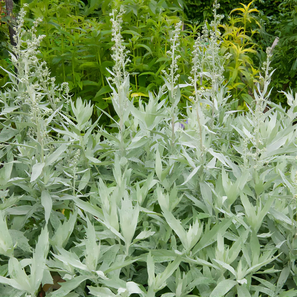 Bakker Vivaces Armoise Valerie Finnis plante vivace pot 9cm argenté