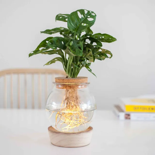Bakker Intérieur Monstera hydroponique kit vase ampoule LED déco