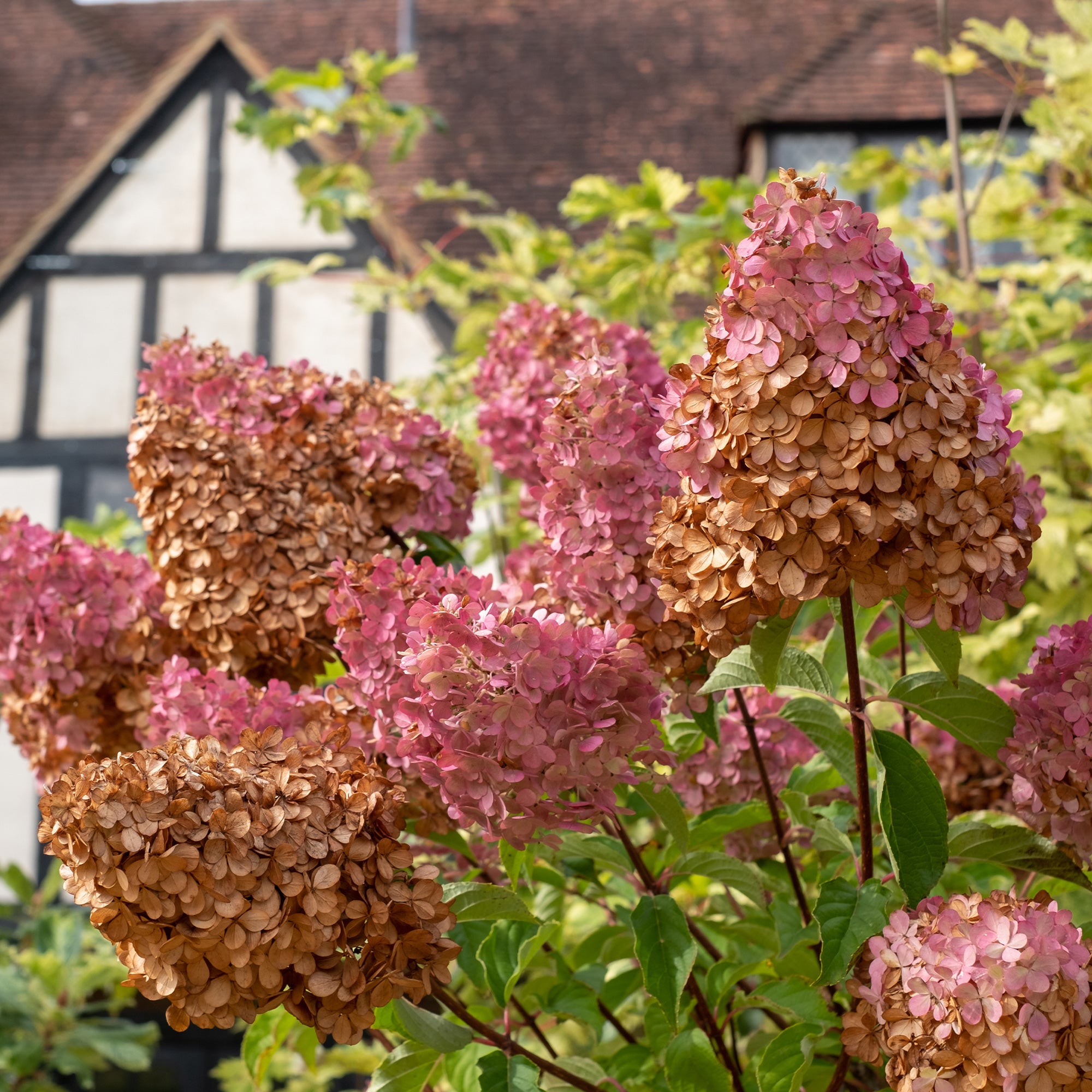 Bakker Vanille Fraise hortensia paniculé pot 1,3L 20-30 cm