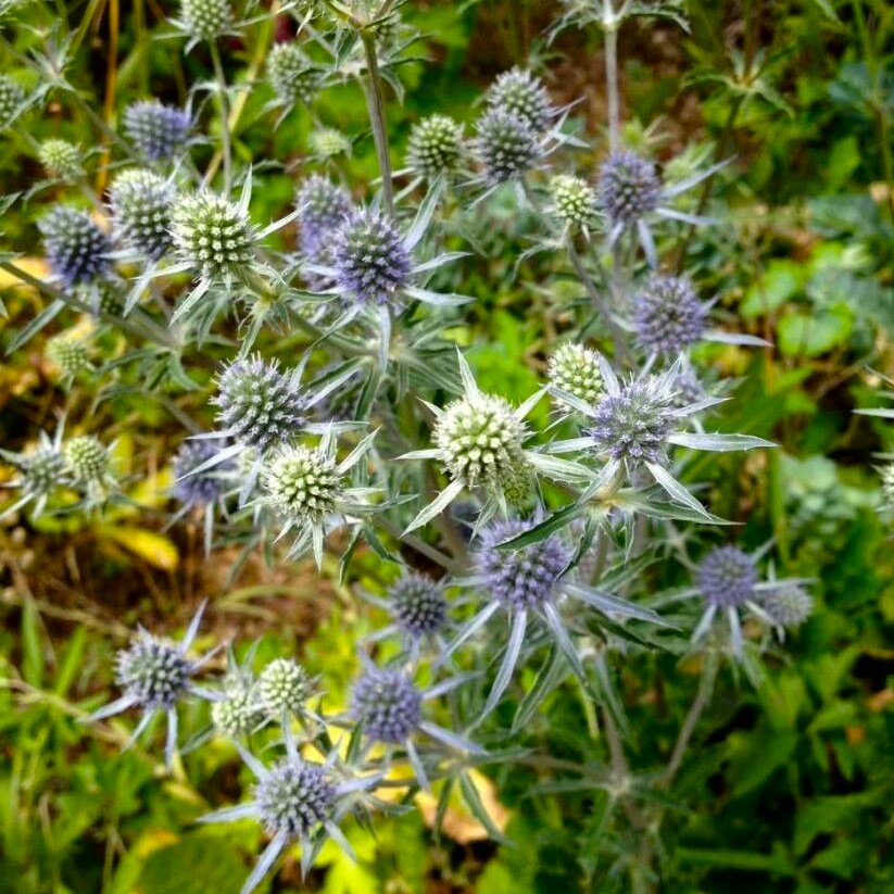 Eryngium planum panicaut bleu azur pot 1 litre vivace