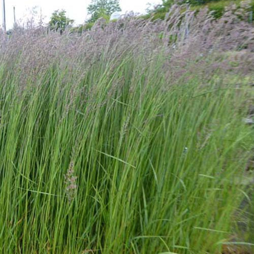 Bakker Calamagrostis Karl Foerster graminée pot 9cm