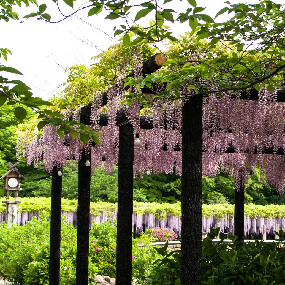 Bakker Glycine rose Wisteria sinensis Rosea plante grimpante pot 2L