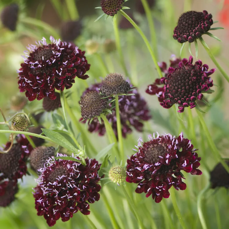 Bakker Scabieuse Chile Black vivace pot 9cm fleurs noires