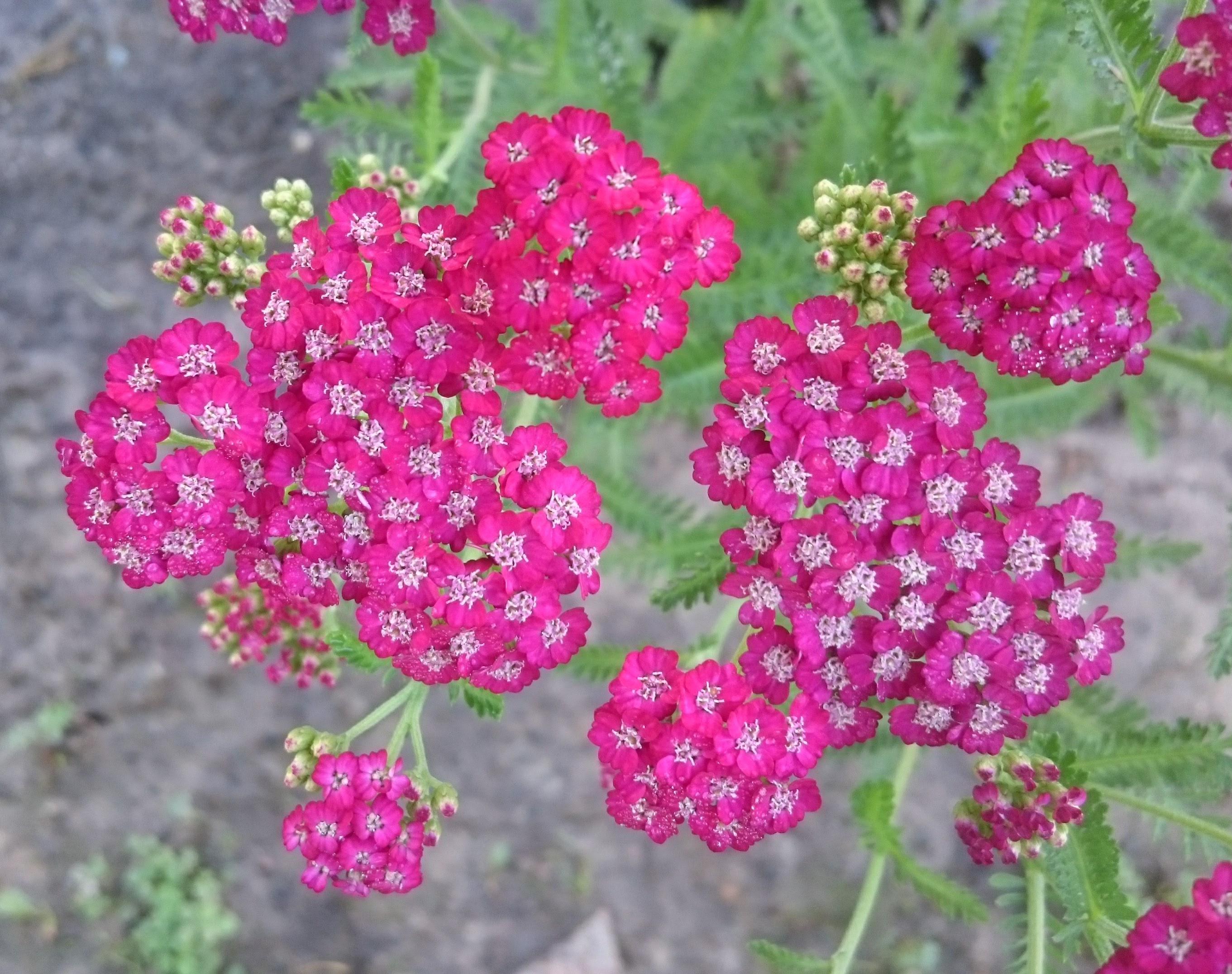 Passion Vivaces Achillea Peggy Sue achillée millefeuille pot