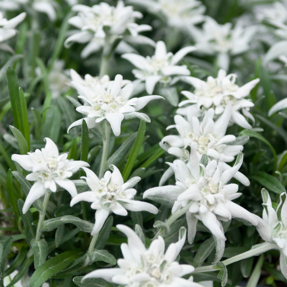 Bakker Edelweiss des Alpes vivace pot 9cm blanc rocaille