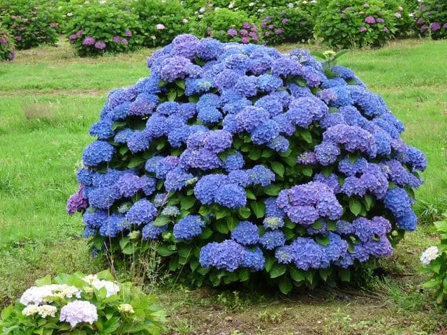 Les Hortensias du Haut Bois Renate Steiniger hortensia rond godet