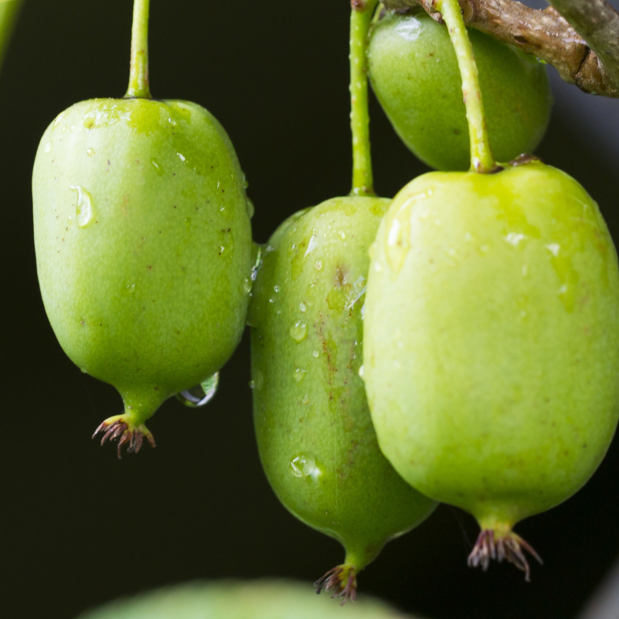 Bakker Actinidia Issai kiwi autofertile pot 2L