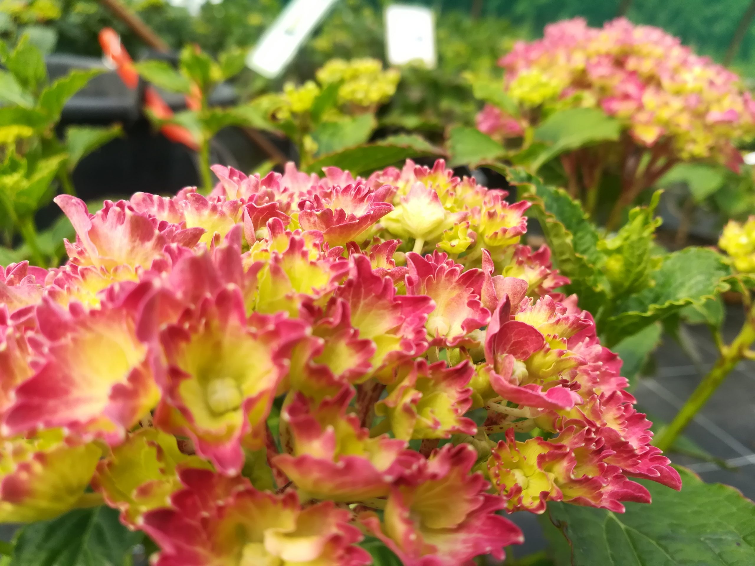 Les Hortensias du Haut Bois Parzifal hortensia macrophylla fleurs rondes godet
