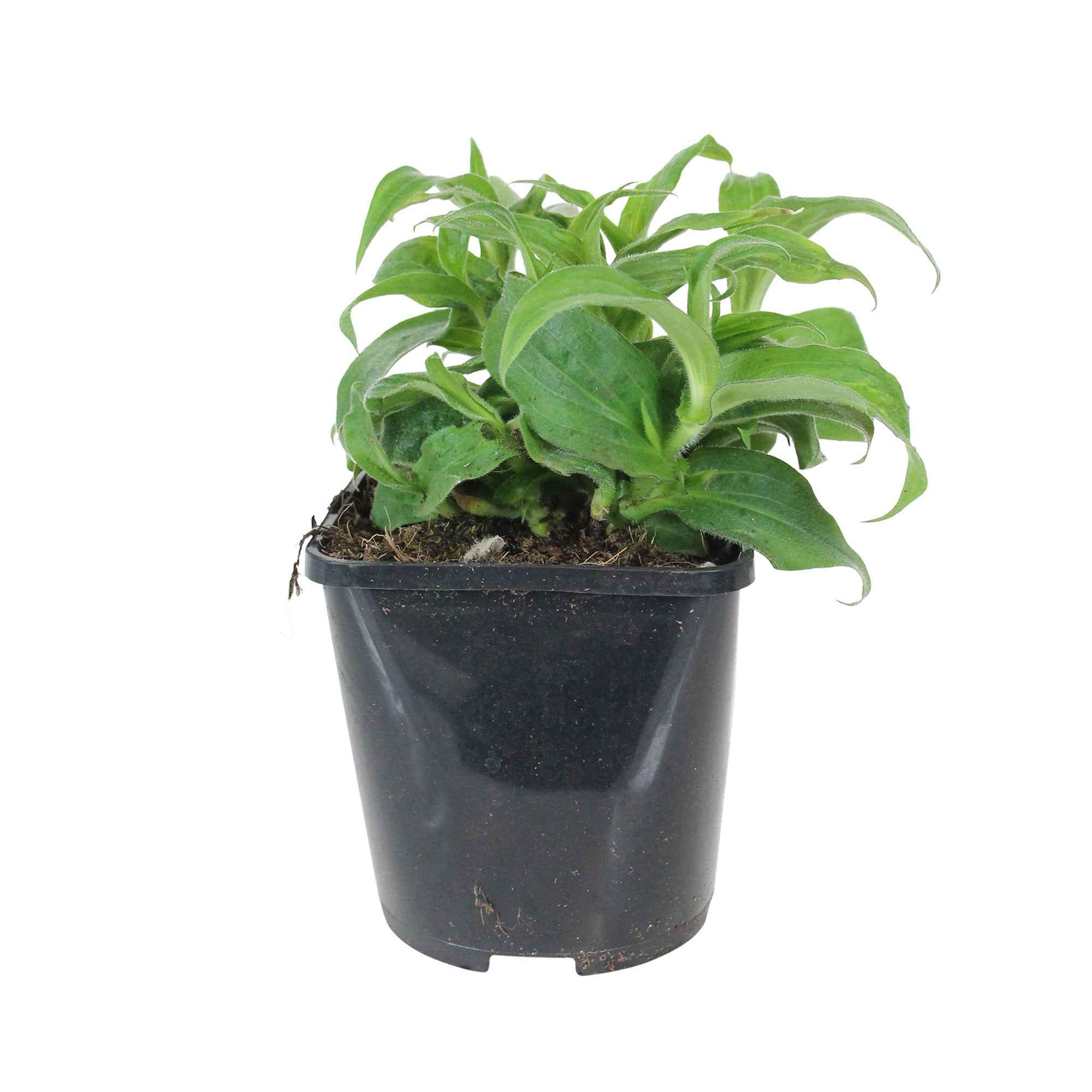Bakker Tricyrtis hirta lys crapaud violet pot 8cm