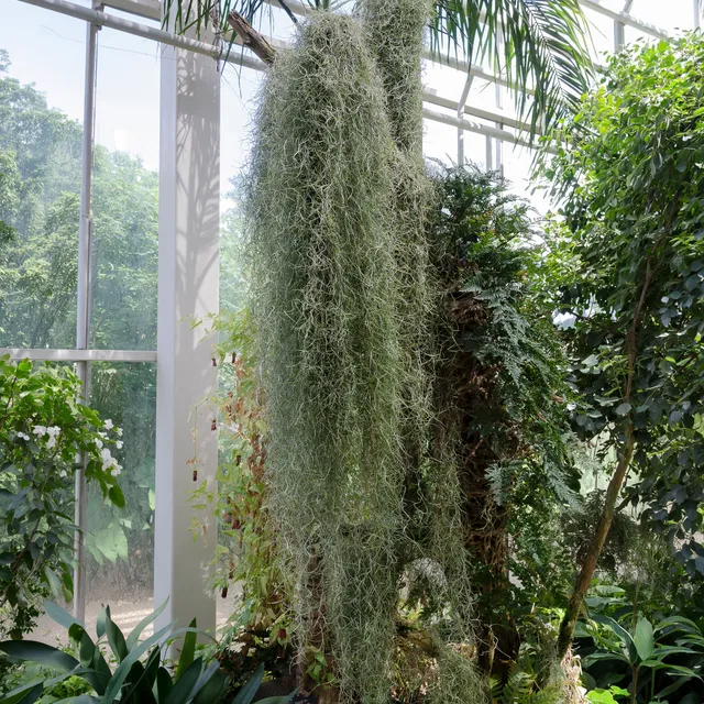 Bakker Tillandsia usneoides bromélia suspendue 40-60cm