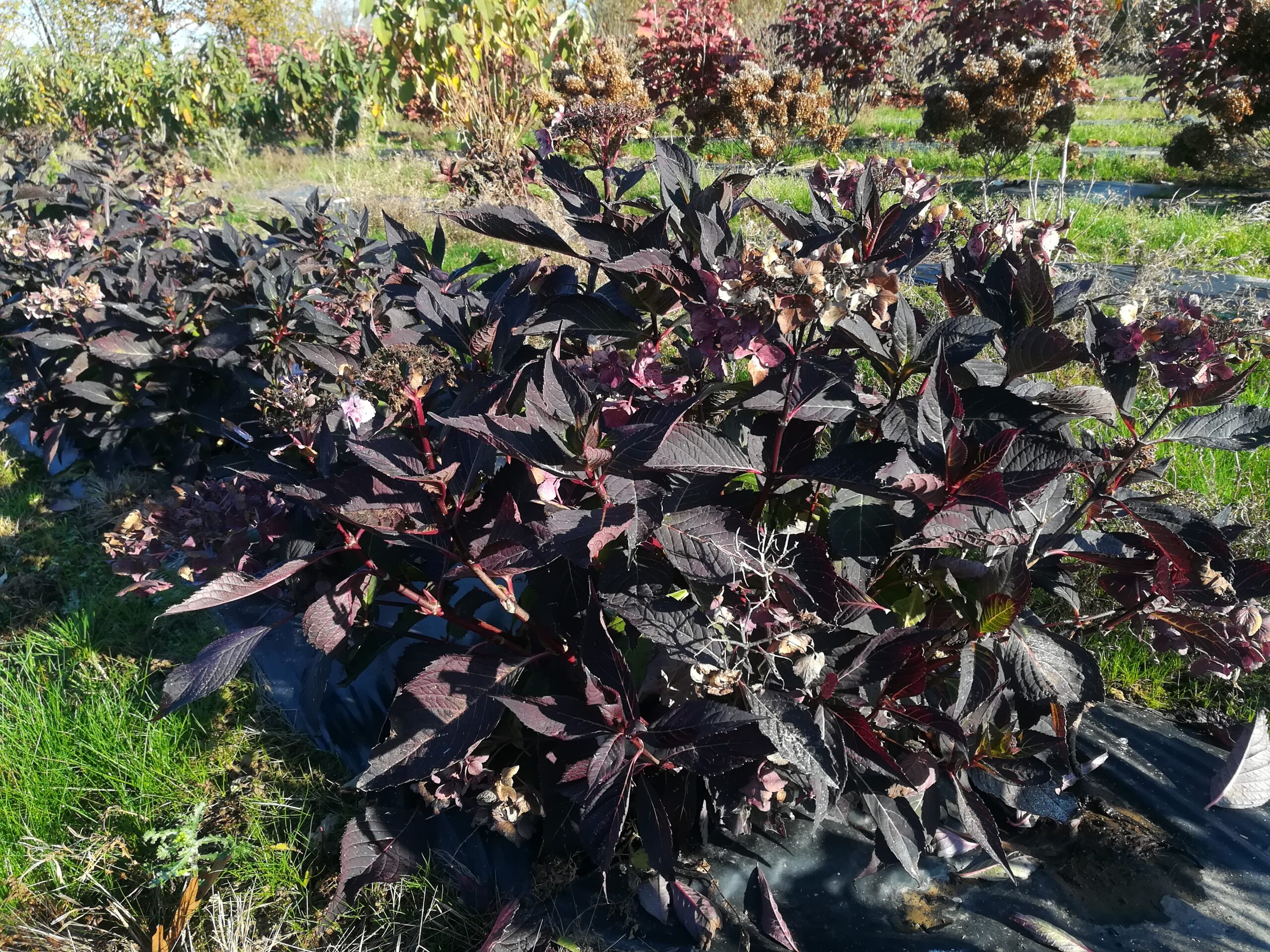 Les Hortensias du Haut Bois Cap Sizun hortensia serrata bleu