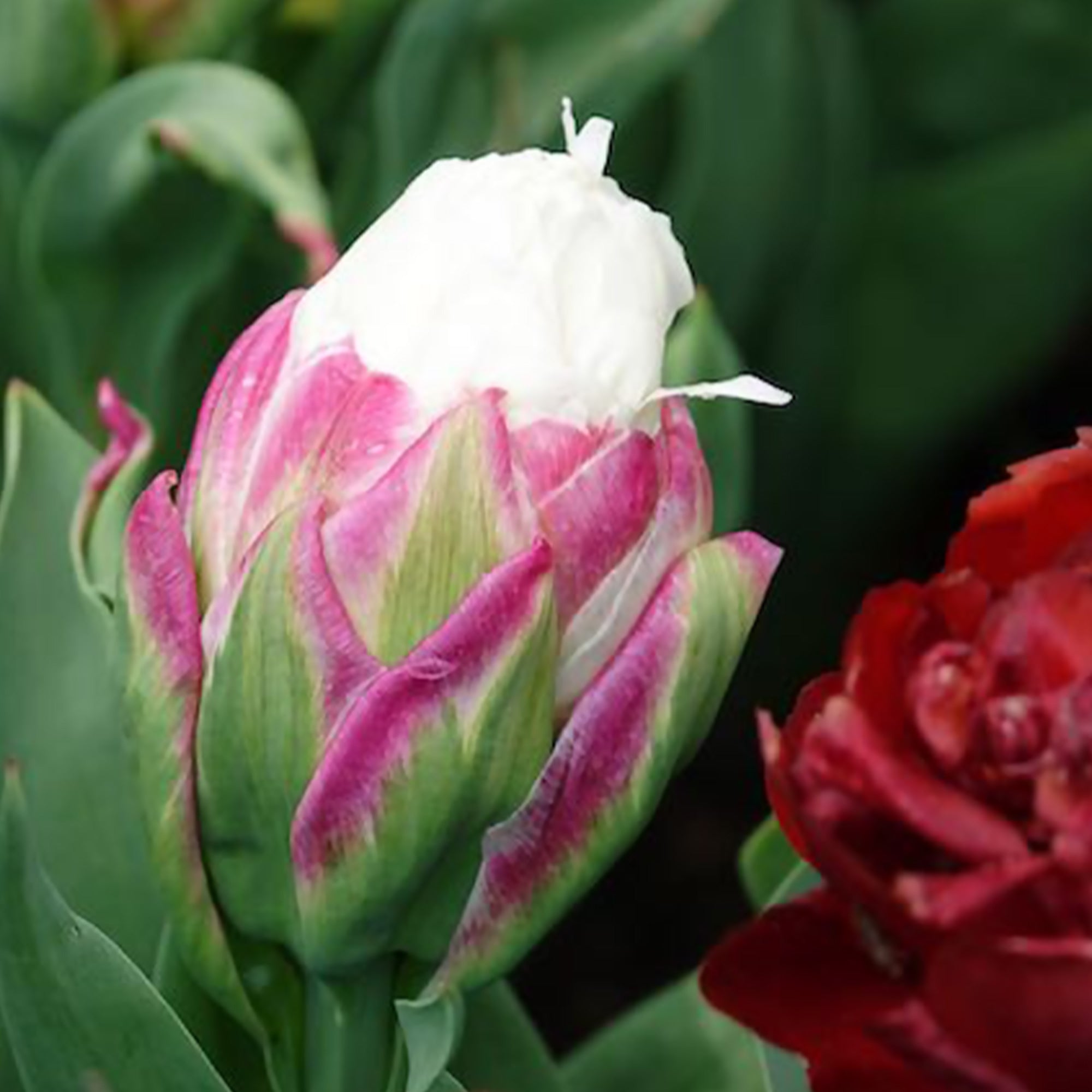 Bakker Ice Cream Tulipes doubles 7 bulbes blanc rose