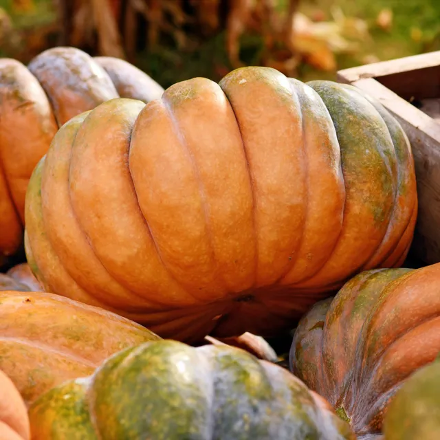 Bakker Courge Musquée de Provence Bio graines 10 graines