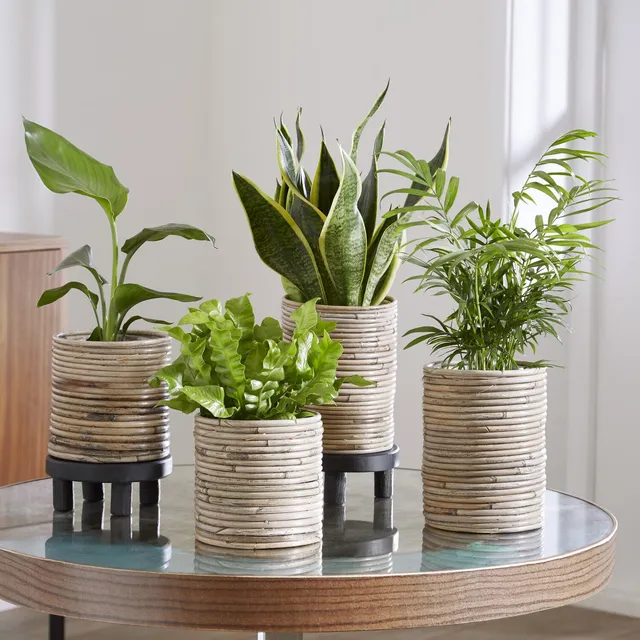 Bakker Collection 4 plantes vertes intérieur 4 pots Ø12cm mi-ombre