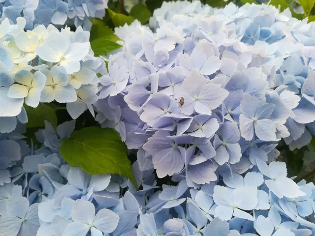 Frillibet Hydrangea macrophylla hortensia fleurs rondes