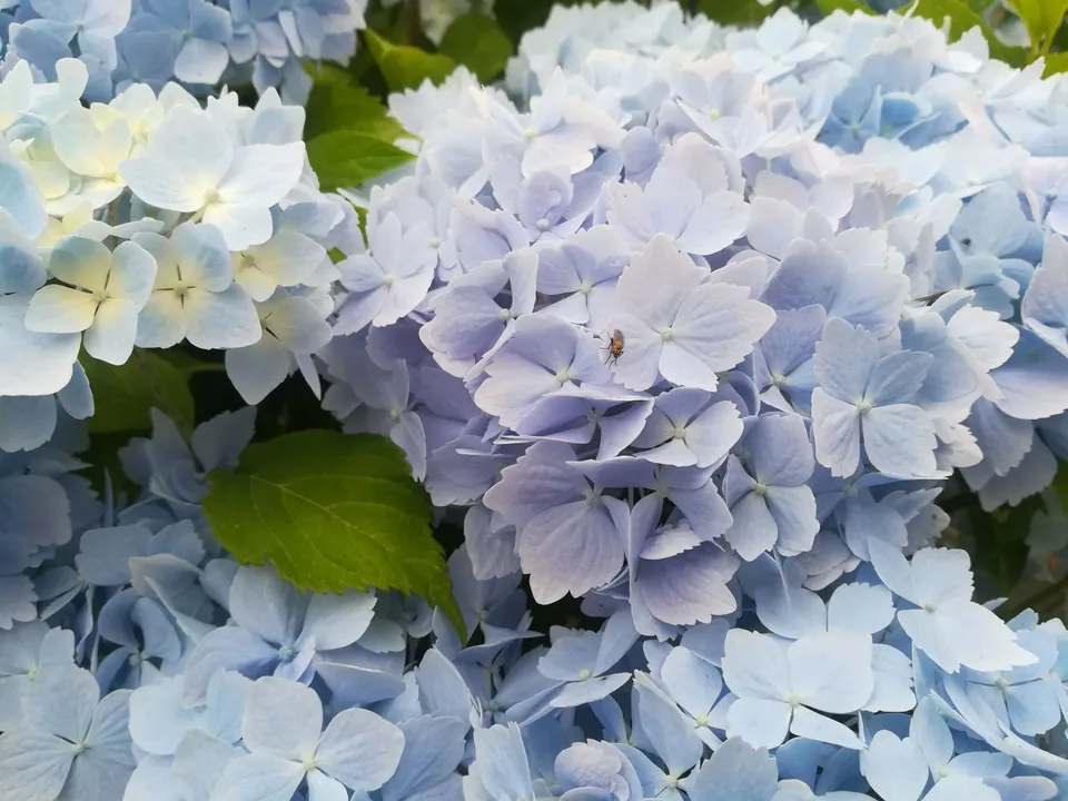 Frillibet Hydrangea macrophylla hortensia fleurs rondes