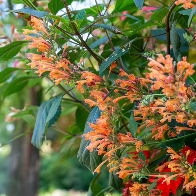 Bakker Agastache Kudos Mandarin vivace orange pot 9cm