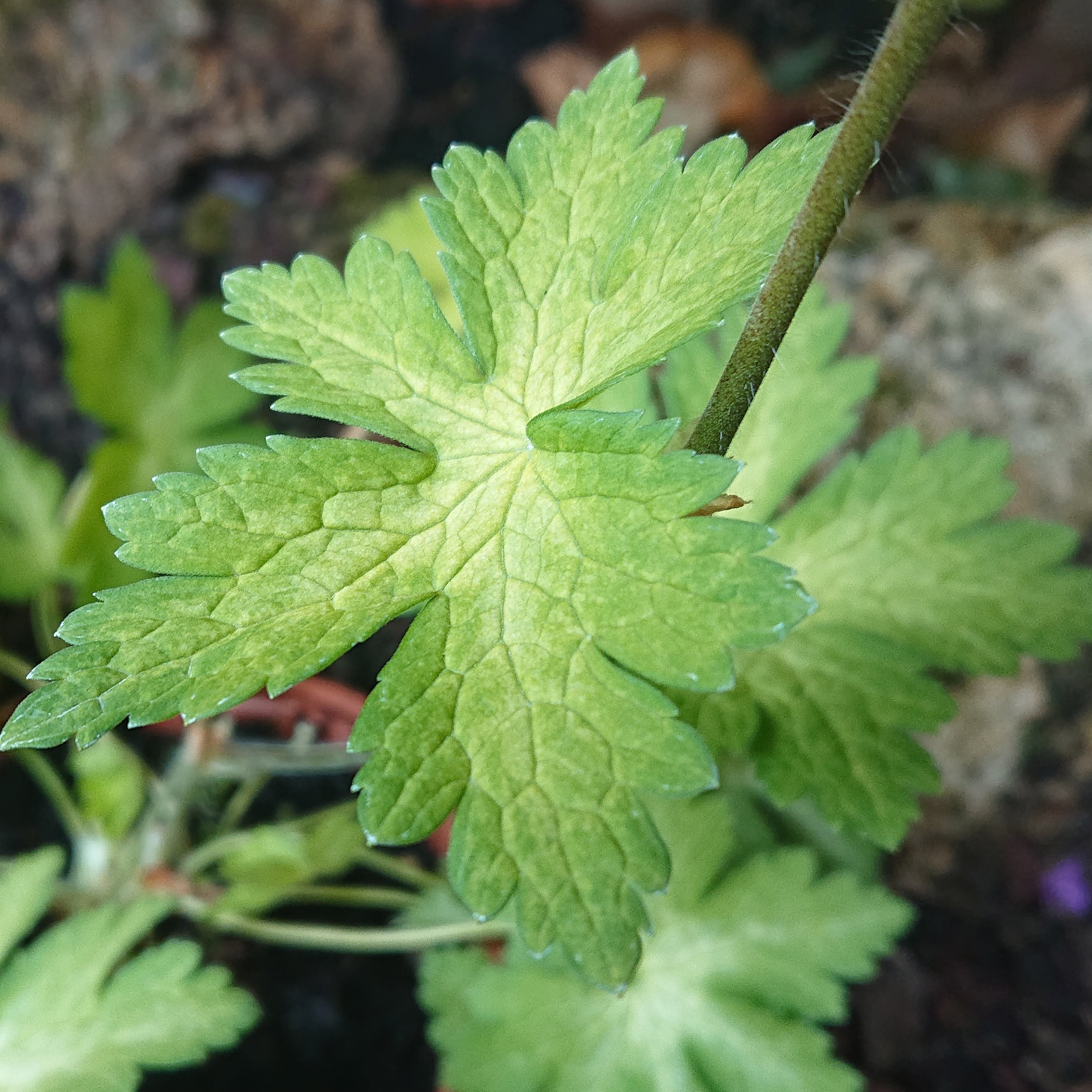 Passion Vivaces Geranium phaeum Anne Claire géranium pot 1 L violet