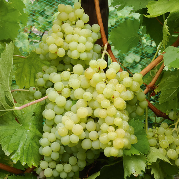 Bakker Collection de vignes fruitier 4 mottes 2 ans grimpant