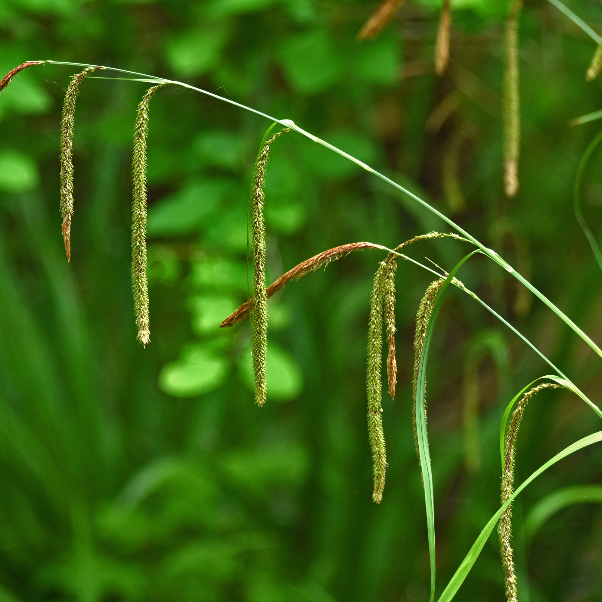 Bakker Carex pendula laîche pendante pot Ø9cm persistante