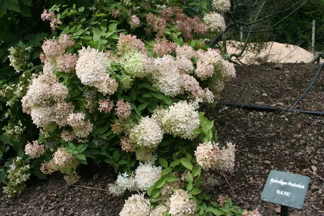 Les Hortensias du Haut Bois G.A.V.K hortensia paniculata godet
