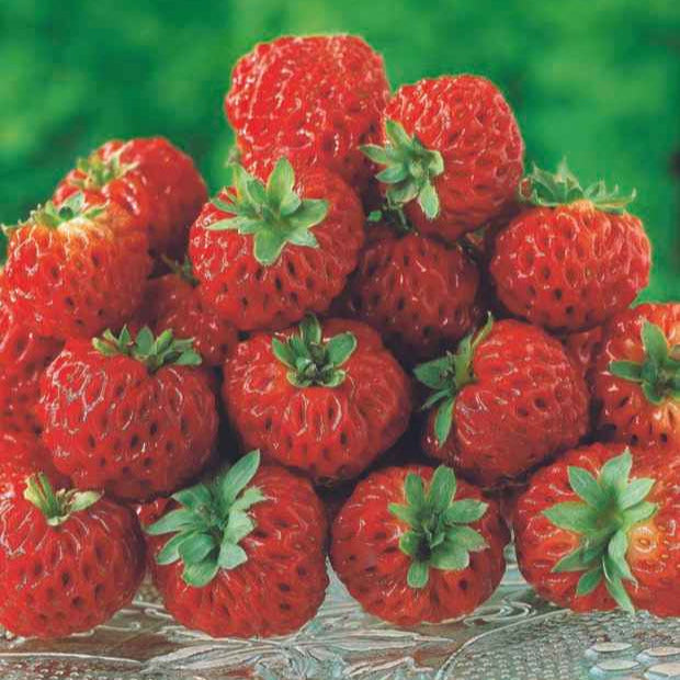 Bakker Fraisiers originaux collection 4 pots Ø9cm sucrés