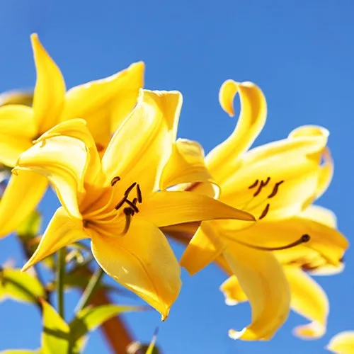 Bakker Lis Trompette Splendeur dorée bulbe jaune sachet 3 parfumé