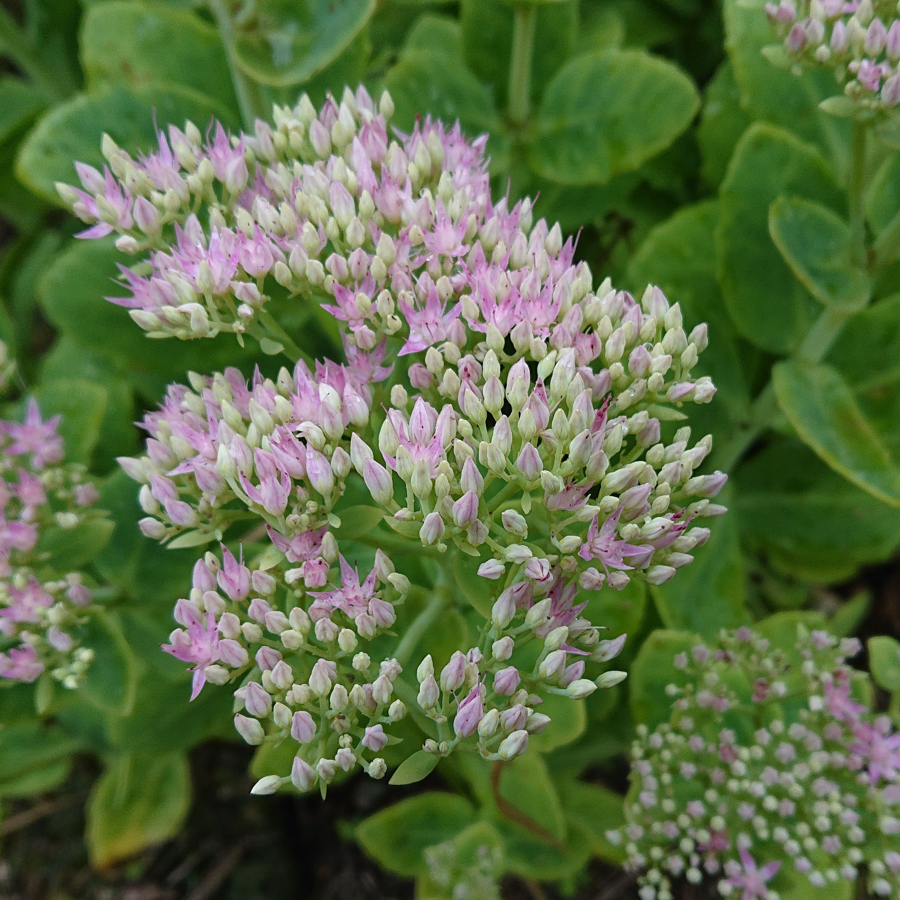 Passion Vivaces Sedum spectabilis Steven Ward sedum pot 1 litre rose