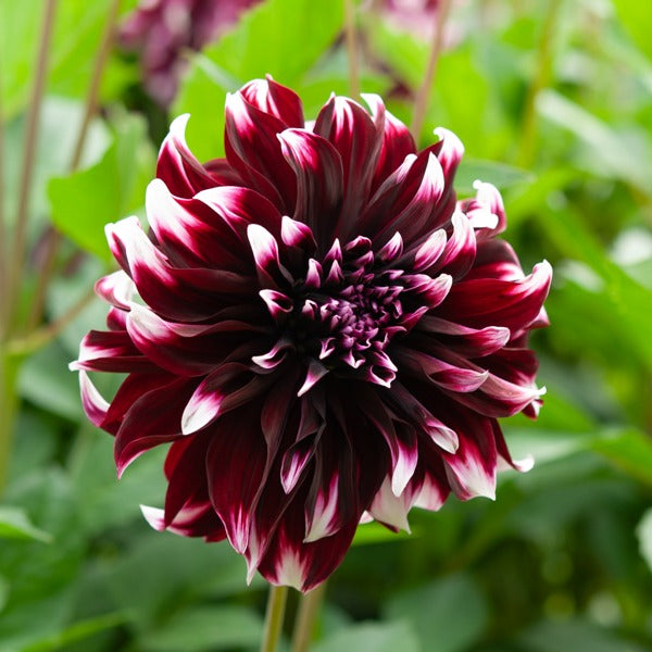 Bakker 5 Grands Dahlias en mélange bulbes calibre I floraison longue