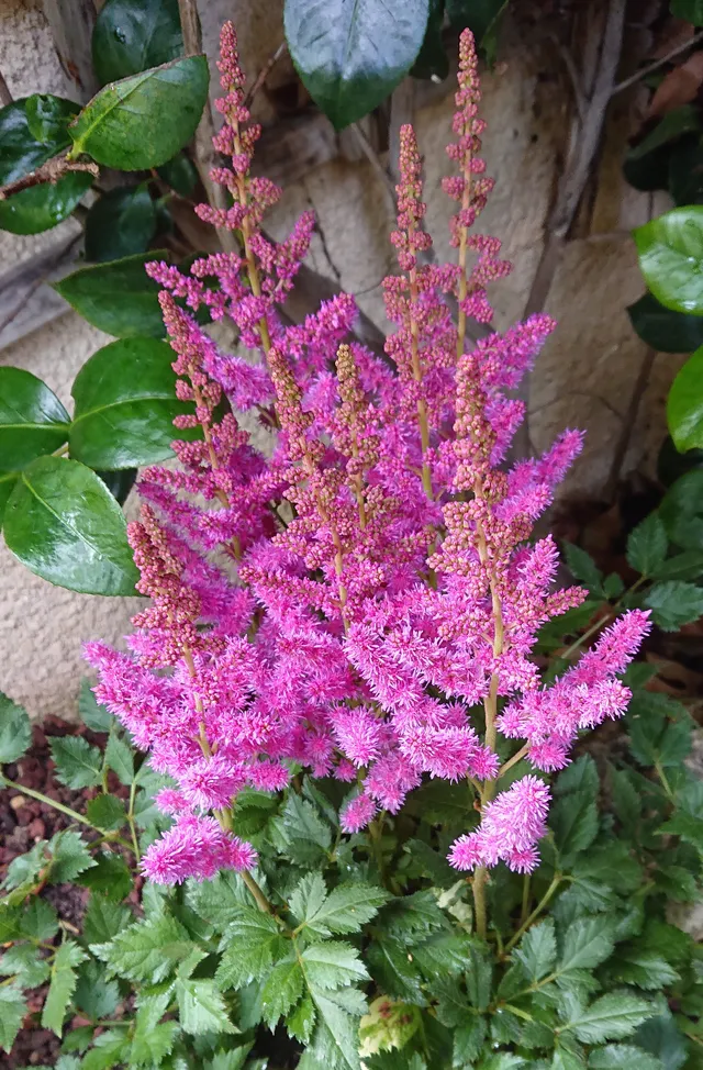 Passion Vivaces Astilbe chinensis Superba plante vivace pot 1L rose
