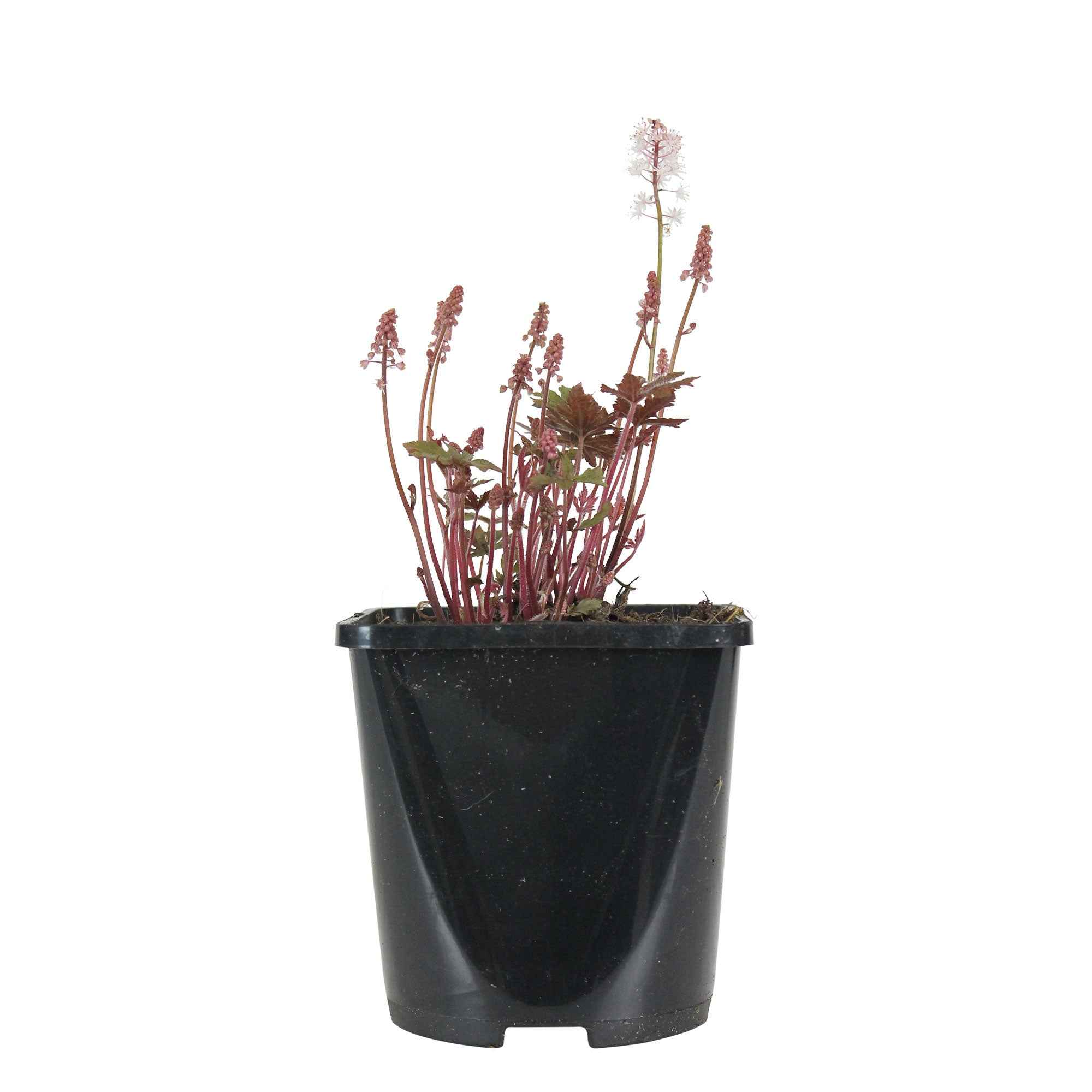 Bakker Tiarelle Pink Skyrocket vivace pot 9cm rose ombre