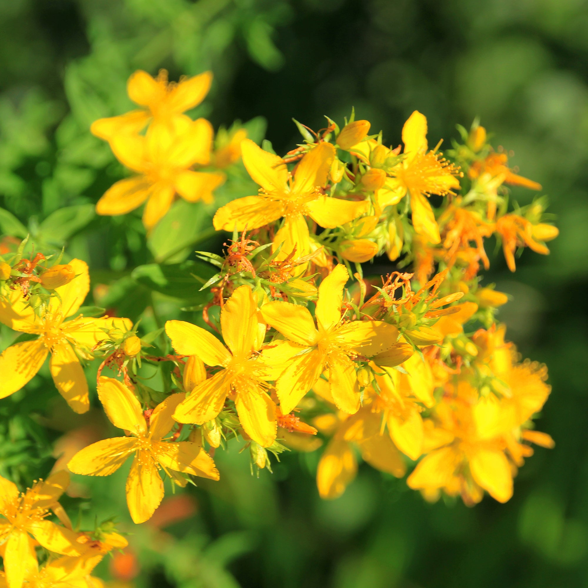 Bakker Millepertuis perforé plante vivace pot 8cm jaune