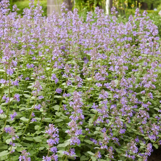 Bakker Dropmore nepeta plante vivace pot 9cm violet