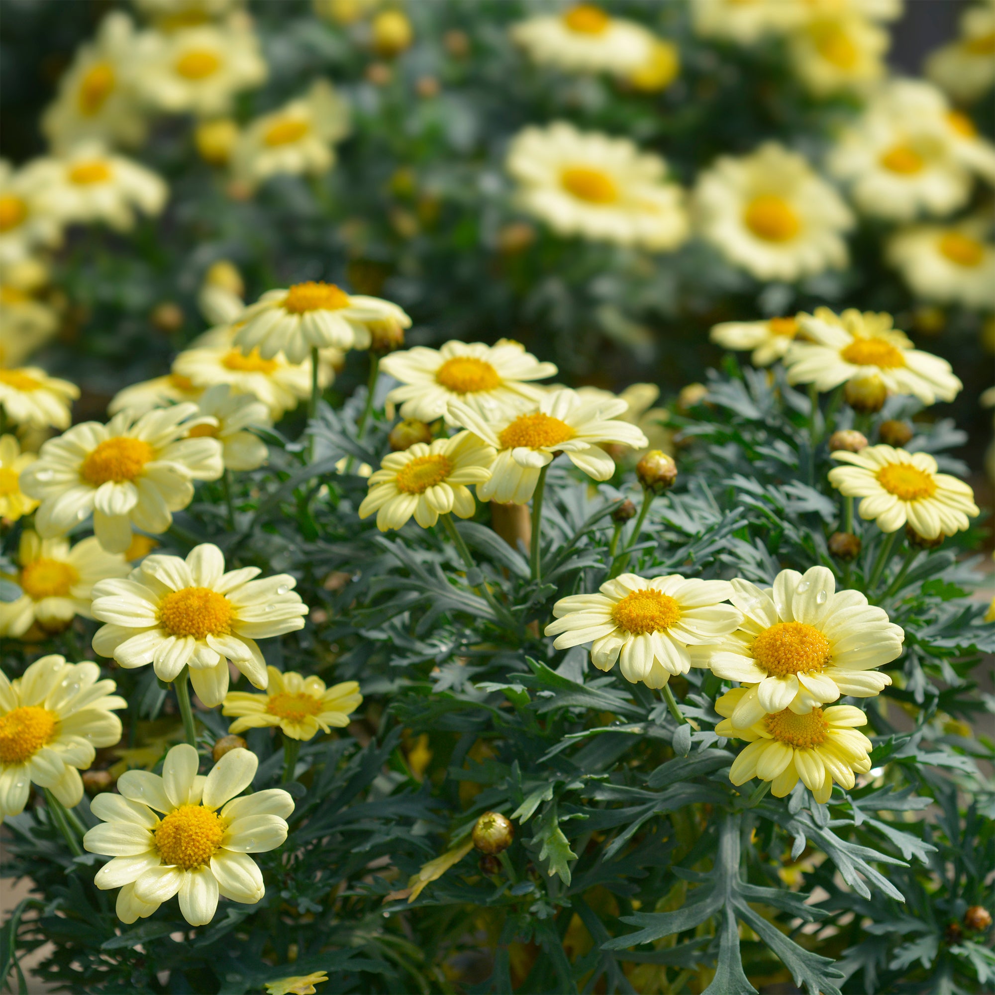Bakker Argyranthemum Grandaisy Gold marguerite jaune pot 10,5cm