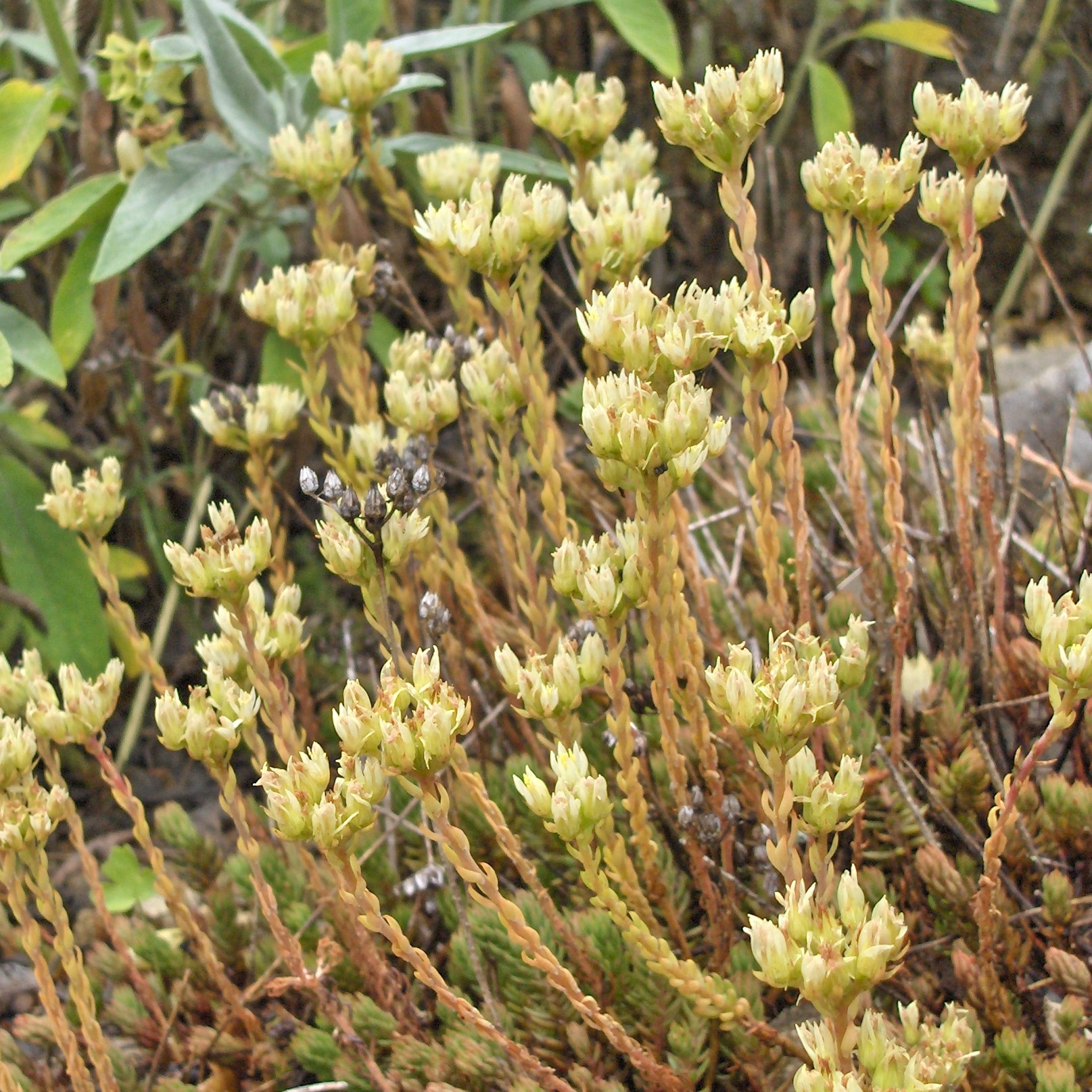 Passion Vivaces Sedum ochroleucum orpin pot 1 litre jaune citron