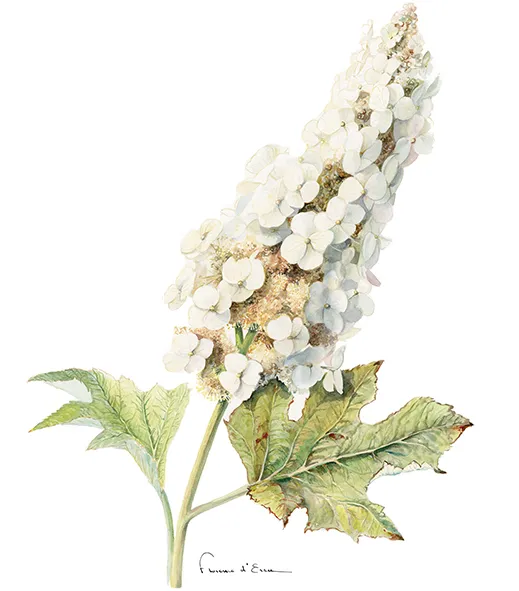Les Hortensias du Haut Bois Snow Queen carte postale A6 hortensia blanc