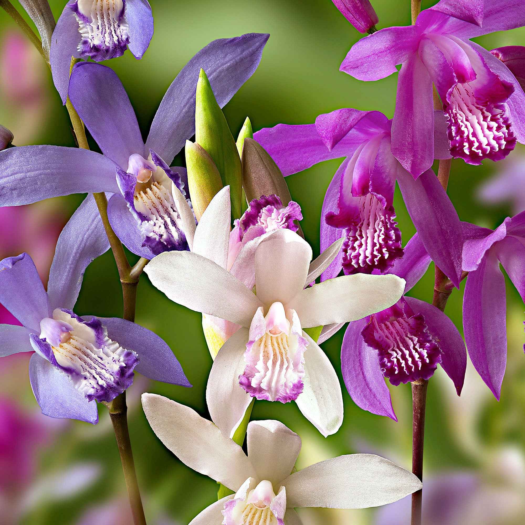 Bakker Orchidées Jacinthes Bletilla mélange sachet 3 bulbes
