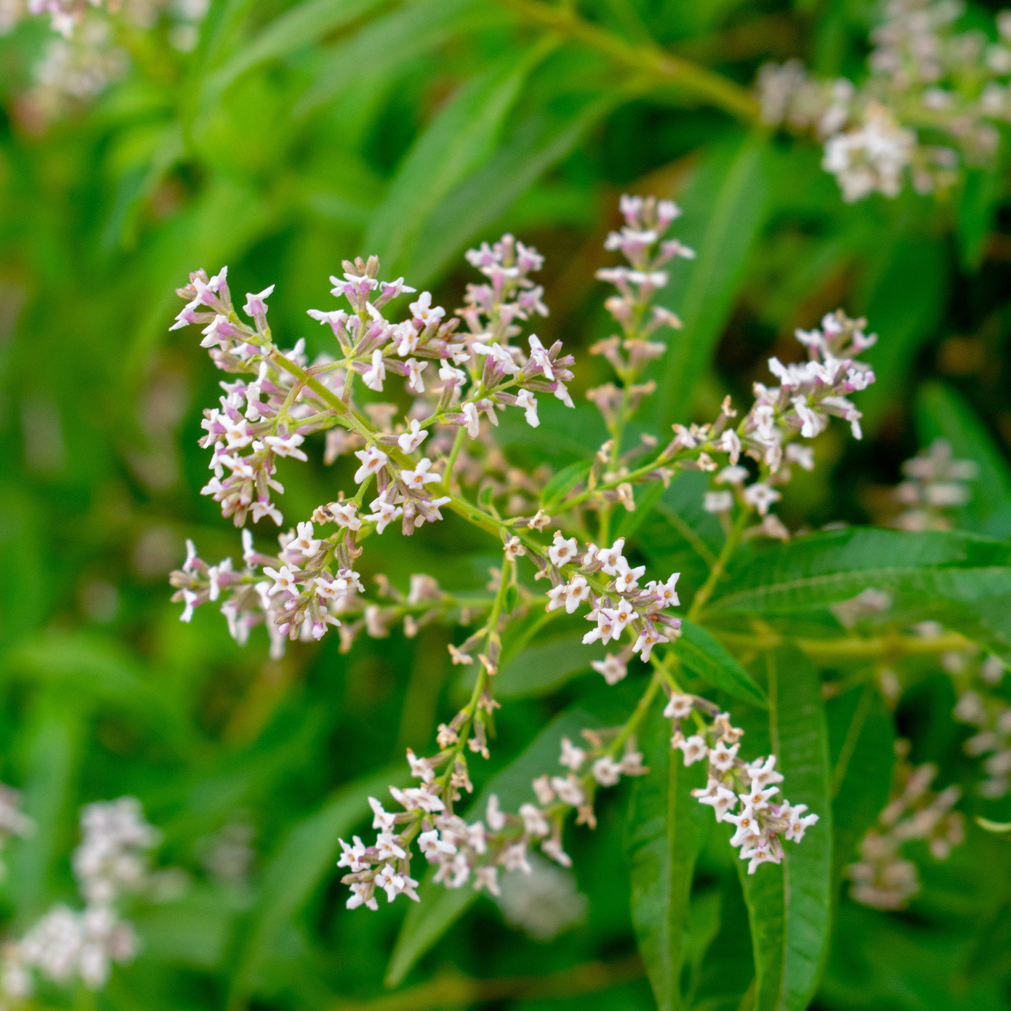 Bakker Verveine citronnelle plante vivace pot 9cm parfum citron