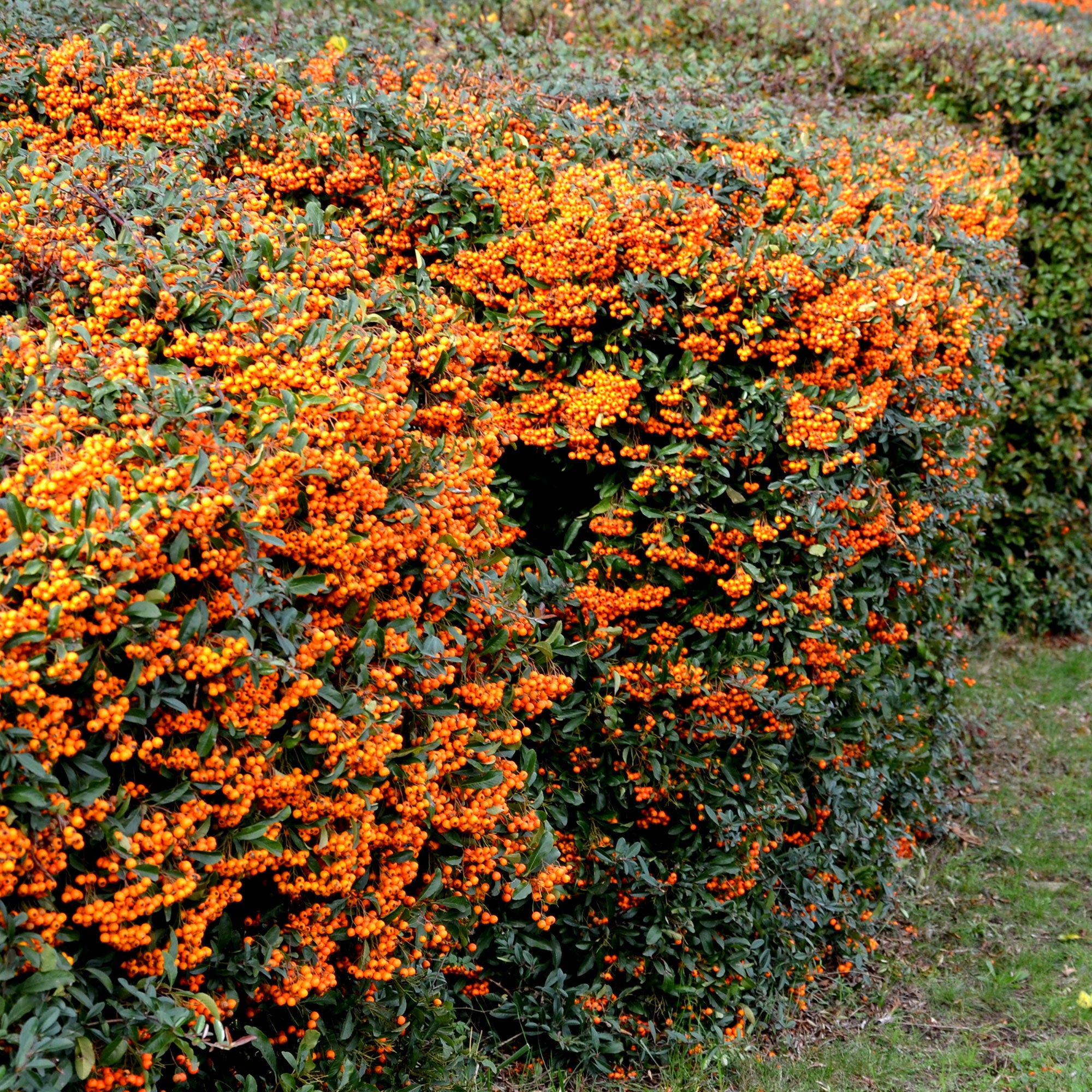 Bakker Pyracantha Saphyr Orange Cadange buisson pot 3L