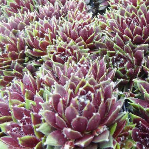 Bakker Sempervivum Silberkarneol joubarbe pot Ø 9cm soleil