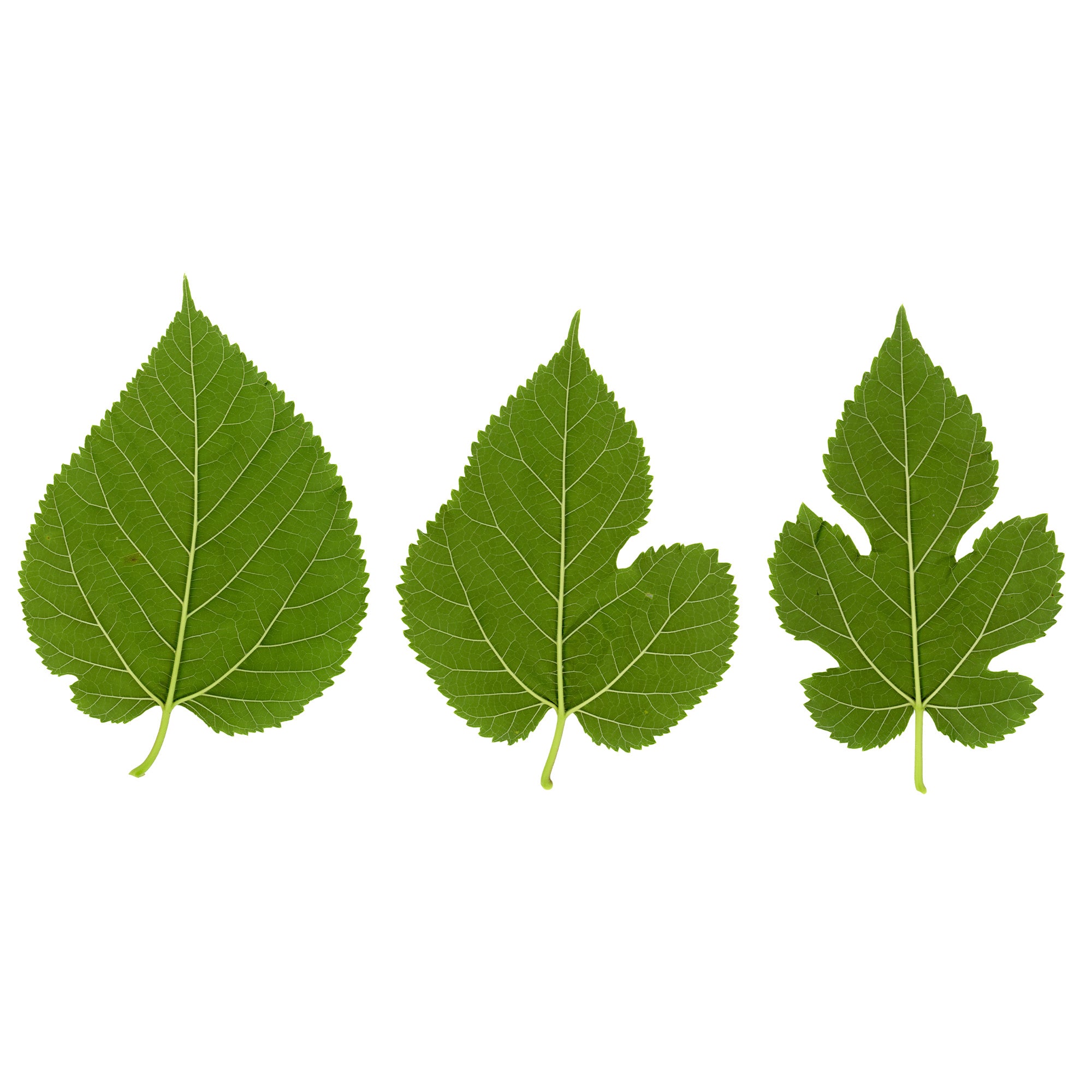 Bakker Mûrier grandes feuilles arbre fruitier pot 2L 125cm